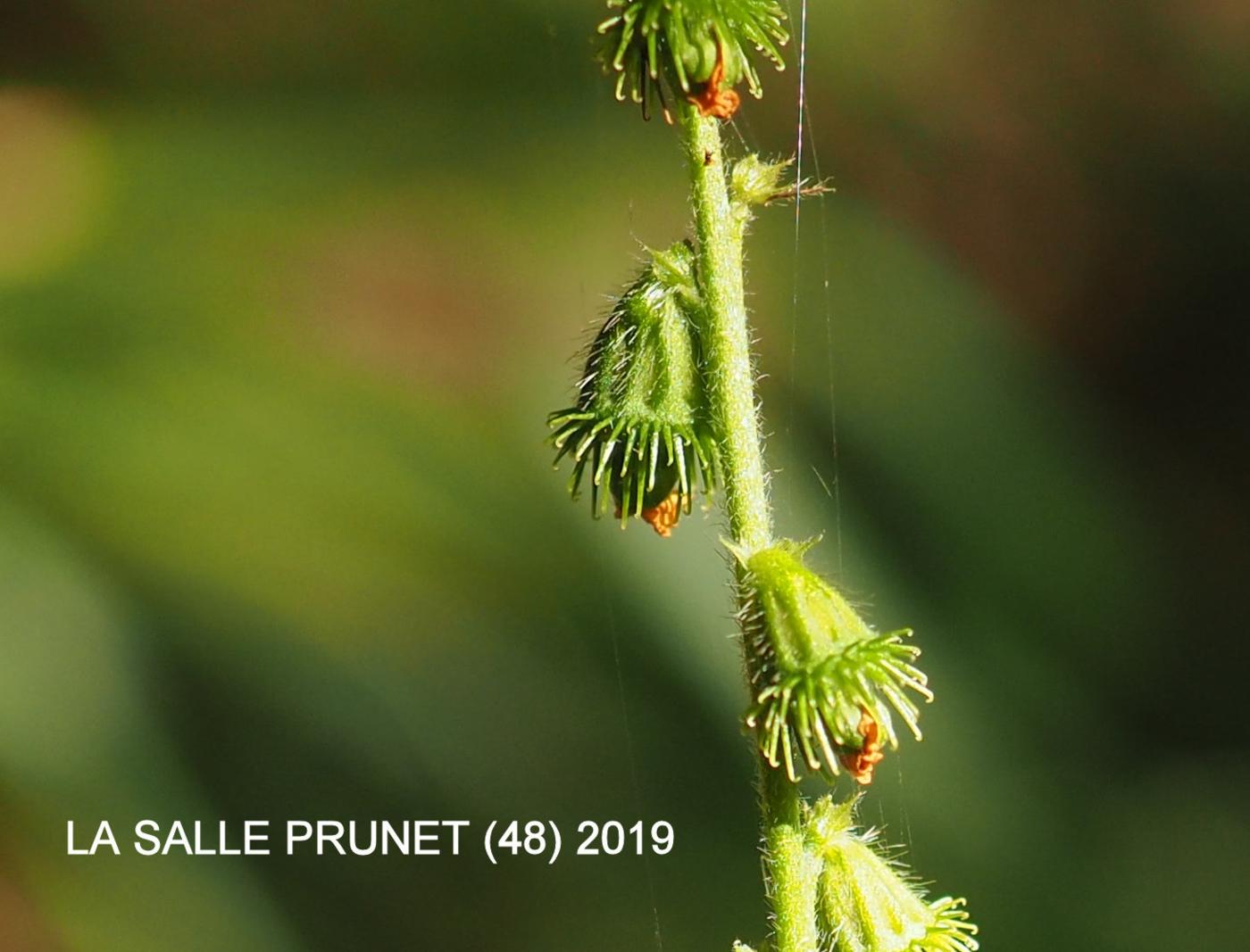 Agrimony, Common fruit